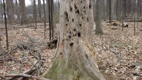 Dead trees in early spring 4K - woodpecker holes close up Stock Footage 153388092