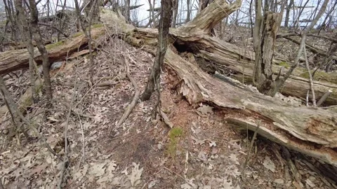 Dead trees in early spring 4K - walking shot wide shot Stock Footage 153388175