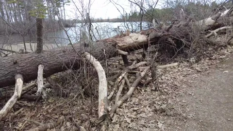 Dead trees in early spring 4K -  walking shot to a river Stock Footage 153388176