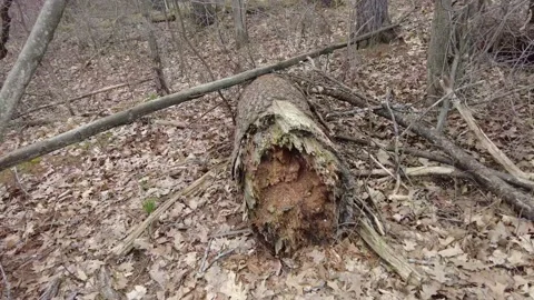 Dead trees in early spring 4K - walking shot tilt up Stock Footage 153388218