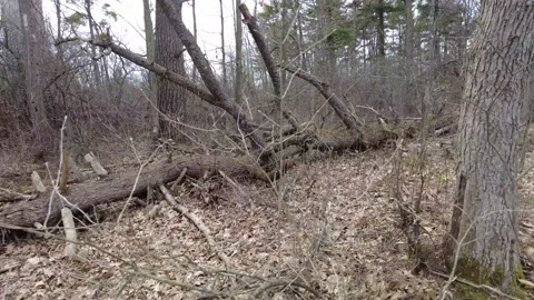 Dead trees in early spring 4K - tracking shot Stock Footage 153388223