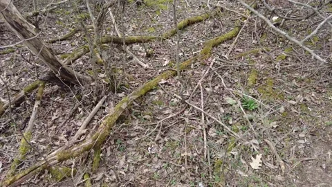 Dead trees in early spring - moss Stock Footage 152238015