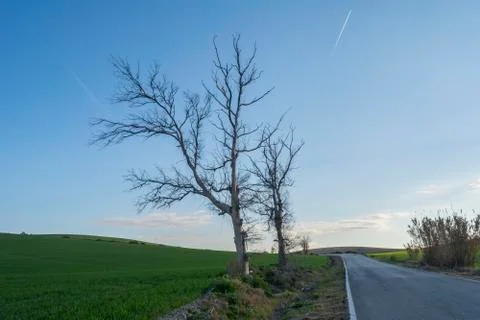 Dead trees on the edge of a road Stock Photos