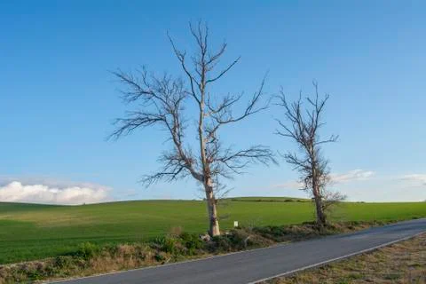 Dead trees on the edge of a road Stock Photos