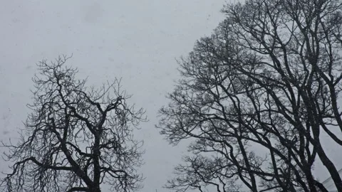 Dead trees engulfed in a heavy blizzard Vídeo Stock 268695767