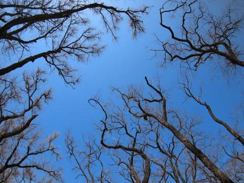 Dead trees in the environmental catastrophe Stock Photos