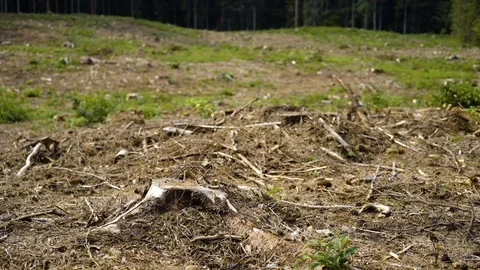 Dead trees - environmental disaster Video stock 94641605