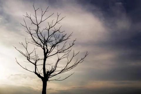 Dead trees in the evening sky. Stock Photos
