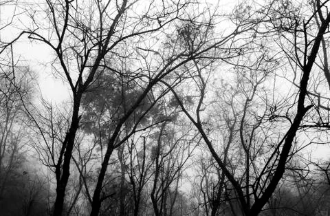 Dead trees in fog Stock Photos