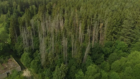 Dead Trees 스톡 동영상 111246240