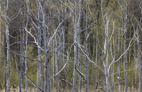 Dead trees in the forest as background. Stock Photos
