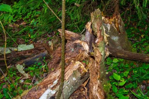 Dead trees in the forest. Broken tree trunk. Lightning struck trees. Dead gra Stock Photos