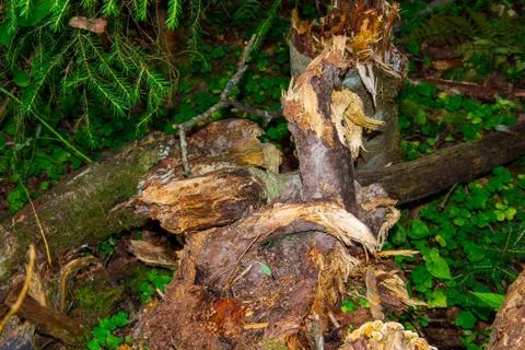 Dead trees in the forest. Broken tree trunk. Lightning struck trees. Dead gra Stock Photos