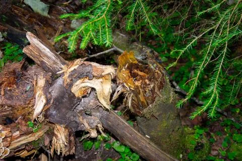 Dead trees in the forest. Broken tree trunk. Lightning struck trees. Dead gra Stock Photos