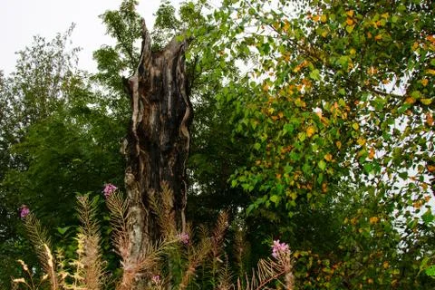 Dead trees in the forest. Broken tree trunk. Lightning struck trees. Dead gra Stock Photos