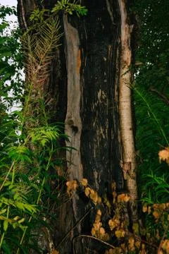 Dead trees in the forest. Broken tree trunk. Lightning struck trees. Dead gra Stock Photos