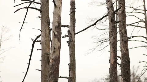 Dead trees forest environmental problem footage Stock Footage 45287234