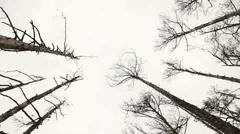 Dead trees forest environmental problem footage Stock Footage 45287390