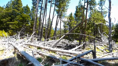 Dead Trees in the Forest Video stock 39419491