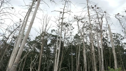 Dead trees in a forest. Forest destroyed by cormorants excrements Stock Footage 113690973