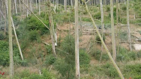 Dead trees in a forest. Forest destroyed by cormorants excrements Stock Photos