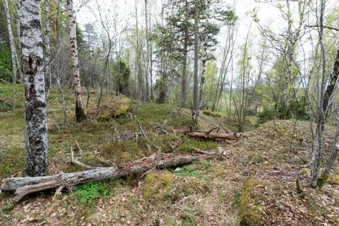 Dead trees in a forest hollow Stock Photos