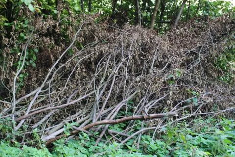 Dead trees in a forest Stock Photos