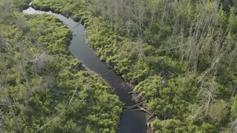 Dead Trees Forest Swamp Stream Aerial Daytime DLOG Video stock 143338324