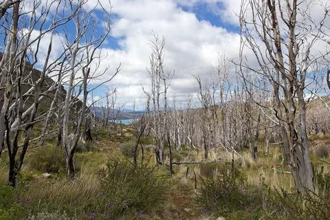 Dead trees forest in Torres del Paine National Park, Magallanes Region, sou.. Stock Photos