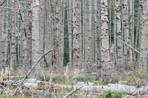 Dead trees in a forrest in the Netherlands Stock Photos