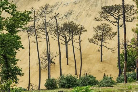 Dead trees in front of the Dune du Pilat near Arcachon on the Atlantic, France Stock Photos