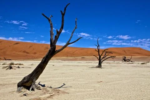 Dead trees in front of a orange dune in deadvlei namib naukluft desert Stock Photos