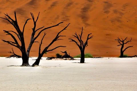 Dead trees in front of a orange dune in deadvlei namib naukluft national park na Stock Photos