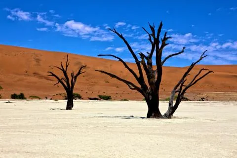 Dead trees in front of a orange dune in deadvlei namib naukluft national park na Stock-Fotos