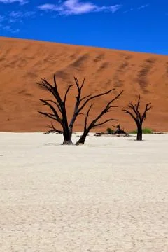 Dead trees in front of a orange dune in deadvlei namib naukluft national park na Stock-Fotos