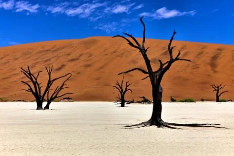 Dead trees in front of a orange dune in deadvlei namib naukluft national park Stock Photos
