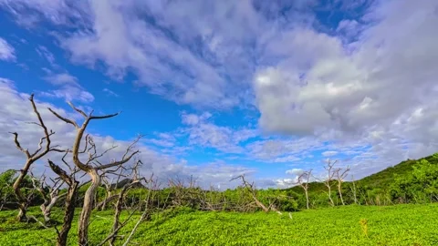 Dead Trees in a Green Field Beneath Moving Clouds Stock Footage 341645949