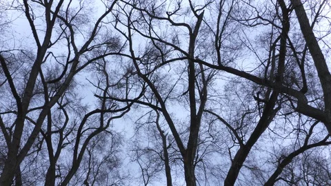 Dead Trees Grey Skies 1 4K Stock Footage 127595766