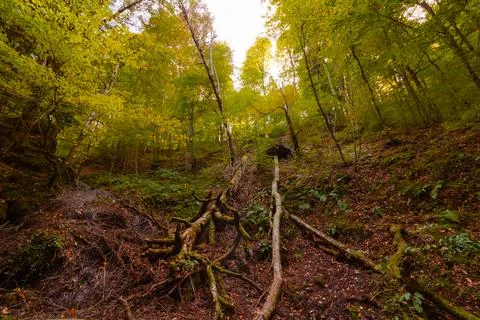 Dead trees on the ground in the forest Foto stock