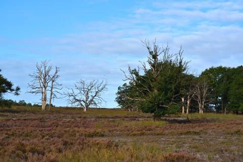 Dead trees on the heath Stock Photos