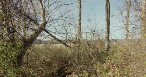 Dead Trees with Highway Exit In Background Stock Footage 321793170