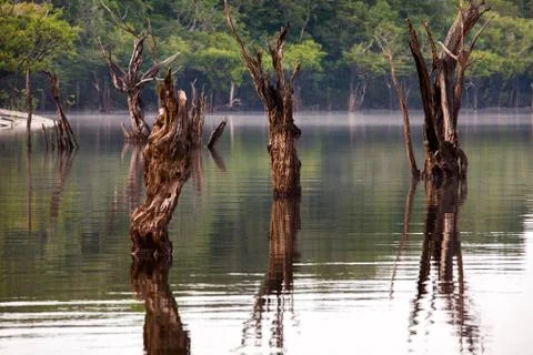 Dead trees on Igarape on Amazon river Stock Photos