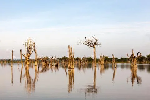 Dead trees on Igarape on Amazon river Stock Photos