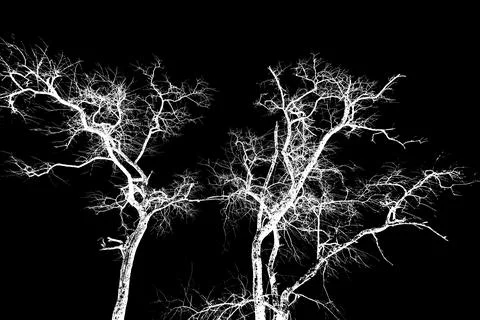 Dead trees Stock Illustration