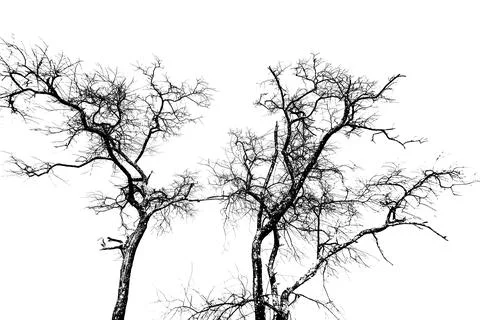Dead trees Stock Illustration