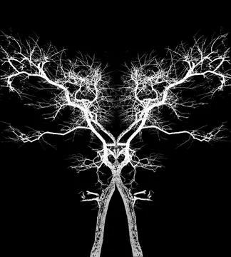 Dead trees Stock Illustration