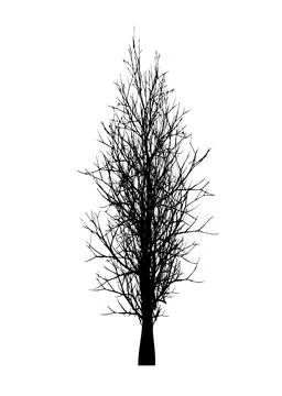 Dead trees isolated white background, black silhouette of dry tree without leaf Illustrazione stock