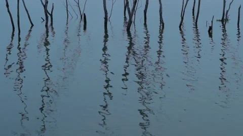 Dead trees in a lake Stock Footage 35103367