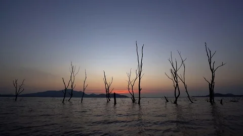 Dead trees in the lake. Stock Footage 82231108