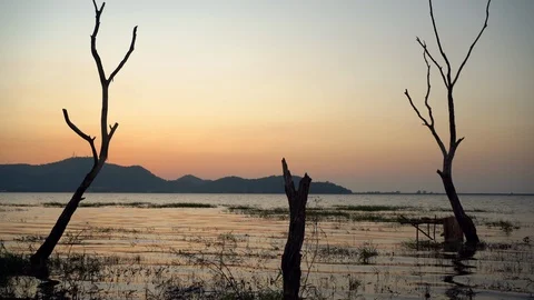 Dead trees in the lake Stock Footage 120326536